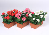 PELARGONIA PARVEKERUUKUSSA