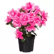 Atsalea fuksia ruukussa - Tekokasvit ja tekokukat - 6410416529660 - 1