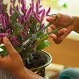 Puutarhasakset fiskars plant care - Puutarhasakset ja pensassakset - 6410416512570 - 3