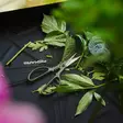 Fiskars puutarhasakset lajitelma 3 kpl setti - Puutarhasakset ja pensassakset - 6410416512570 - 2