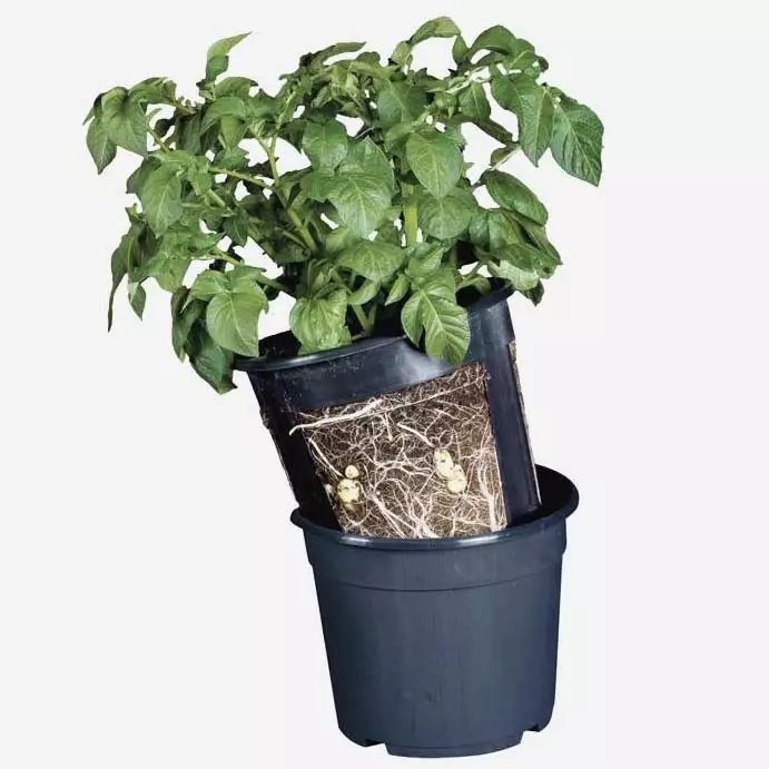 perunan kylvöruukku - Kasvihuoneet ja viljelylaatikot - 5700002064400 - 1