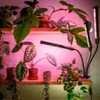 Kolmivartinen led kasvivalo värillisellä kasvivalolla ja klipsikiinnityksellä - E27 lamput - 6418536037591 - 2