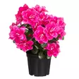 Atsalea pinkki ruukussa - Tekokasvit ja tekokukat - 6410416529561 - 1