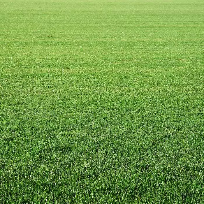 Nurmikonsiemenet - Siemenet - 6417687006081 - 1