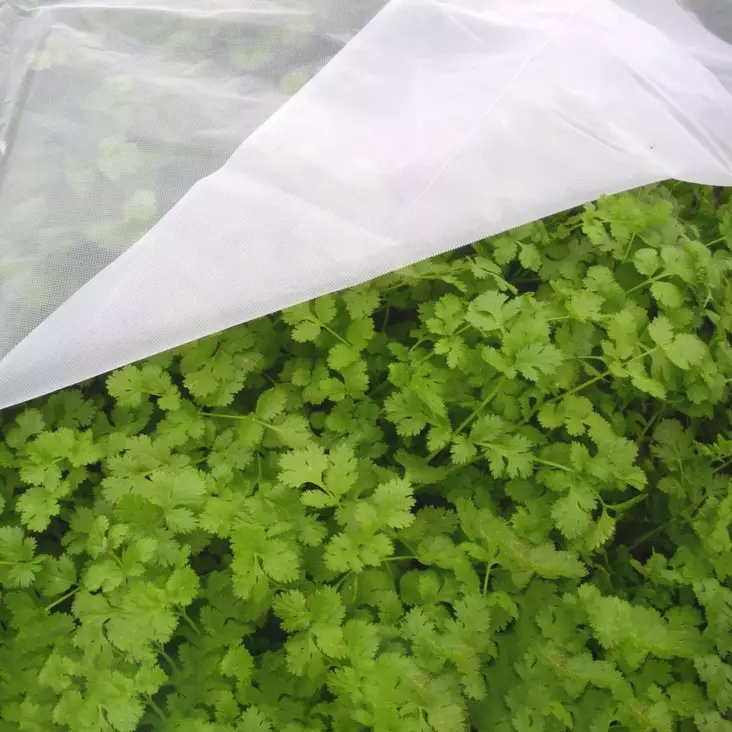 Tuhohyönteisverkko - Kateharsot - 6430040629611 - 1