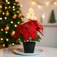 Kaunis joulutähti tekokasvi ruukussa - Joulukoristeet - 8721037529952 - 2