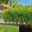 Gardena puutarhan kastelujärjestelmä pensasrivistölle voidaan asentaa maan pinnalle tai alle - Vesiletkut - 4066407003002 - 2