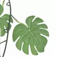 Koristeköynnös peikonlehti - Koristeoksat - 8719987053542 - 3