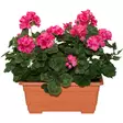 Tekokasvi pelargonia parvekkeelle - Tekokasvit ja tekokukat - 6410416319902 - 1