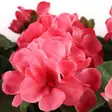 Aidonnäköinen pelargonia parvekeruukussa pinkki - Tekokasvit ja tekokukat - 6410416319902 - 2