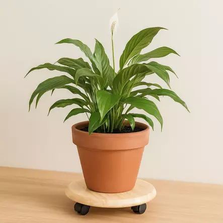 Siirtoalusta pyöreä 30cm - Siirtoalustat - 6438471309423 - 2