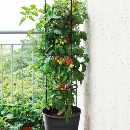 tomatopot ruukku tukikehikolla tomaattien kasvatukseen - Kasvihuoneet ja viljelylaatikot - 5905197289113 - 1