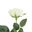 Valkoinen koristeruusu - Koristeoksat - 6410416439563 - 2