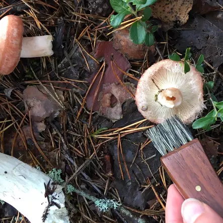 Sieniveitsi luonnonharjaksilla - Keittiöveitset, sakset ja leikkurit - 6418536006634 - 2