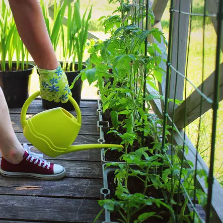 köynnöskehikko viljelylaatikkoon - Kasvihuoneet ja viljelylaatikot - 6430040628164 - 2