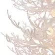 Valkoinen joulukuusi 150 cm 160led finnlumor - Joulukuuset - 6410416508634 - 7