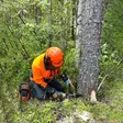 Mekaaninen kaatokiila käytössä puun kaatamisessa - Tukkisakset ja kaatotunkit - 6438014372464 - 4
