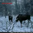 Riistakamera livekuva - Riistakamerat - 5412810465774 - 5