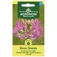 Rose queen hämähäkkikukka - Siemenet - 4770168292215 - 1