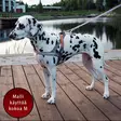 Led valjaat koiralle - Pannat, valjaat ja taluttimet - 6418536028995 - 2