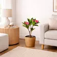 Tekokasvi frangipani 90 cm - Tekokasvit ja tekokukat - 8721037896245 - 2