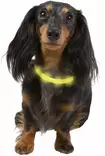 Valopanta koiralle 25-40cm USB - Pannat, valjaat ja taluttimet - 5700551141645 - 2