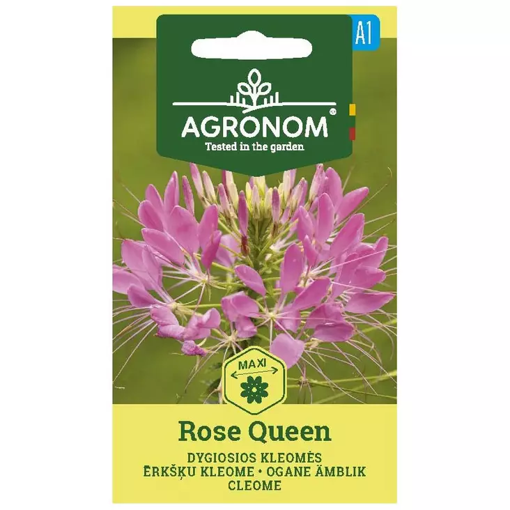 Rose queen hämähäkkikukka - Siemenet - 4770168292215 - 1