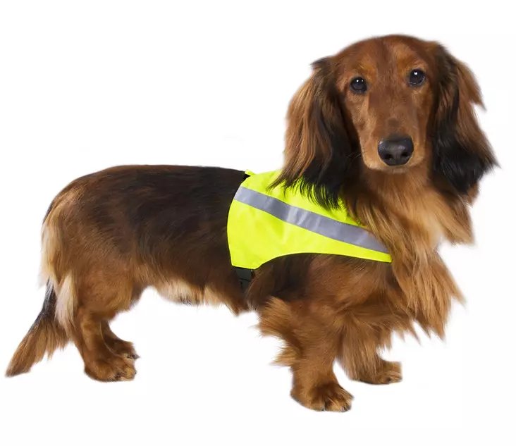 koiran turvaliivi - Pannat, valjaat ja taluttimet - 5700551140655 - 1