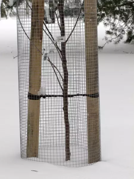 myyräverkko - Katiskaverkot ja jyrsijäverkot - 6430040621035 - 1