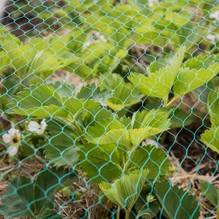 Rastasverkko pensaaseen - Rastasverkot - 6430040627365 - 1