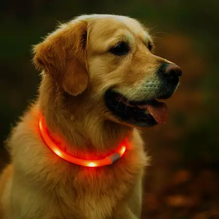Koiran led valopanta usb ladattava - Pannat, valjaat ja taluttimet - 6438168118857 - 2