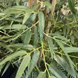 Tekokasvi bambu iso - Tekokasvit ja tekokukat - 8719202963847 - 2