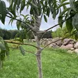 Runkosuojus rungonpeite kangassuoja runkokuori - Runkosuojat - 6430068433627 - 2