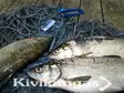 Pietarin siikaverkko 40mm 1,8m 0,15 30m - Kalaverkot  - 6418252340357 - 2