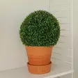 Puksipuu pallo vihersisustukseen - Tekokasvit ja tekokukat - 8719202648997 - 2