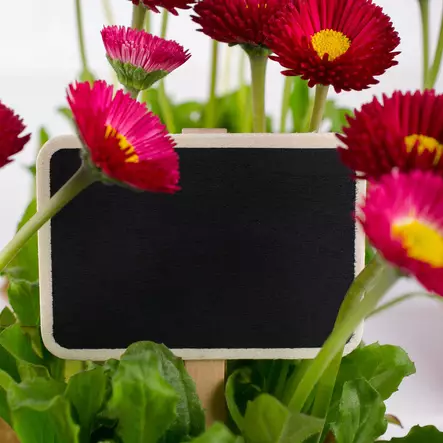 Nimikyltit siemenille - Kasvihuoneet ja viljelylaatikot - 8719202528428 - 2