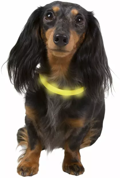 Valopanta koiralle säädettävä 70cm USB - Pannat, valjaat ja taluttimet - 5700551141638 - 2