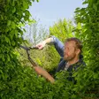 Gardena puutarhasakset käytössä - Puutarhasakset ja pensassakset - 4078500049078 - 4