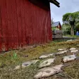 Ohutlankainen kalaverkko yleisverkko - - - 3