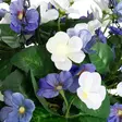 Amppelikukka ilman kastelua orvokki - Tekokasvit ja tekokukat - 6410416437248 - 2