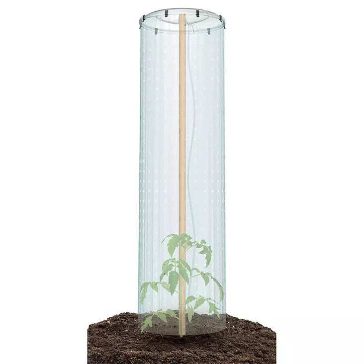 Tomaatin kasvatussuoja - Kateharsot - 5905197383798 - 1