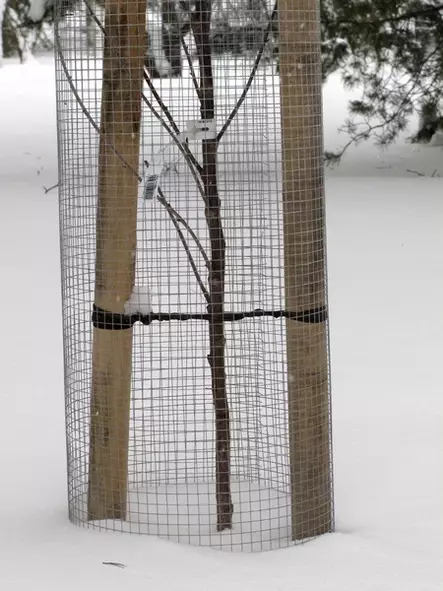 myyräverkko - Katiskaverkot ja jyrsijäverkot - 6430040621059 - 1