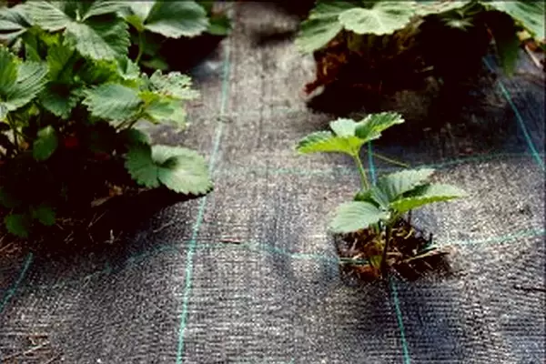 Mansikka katekangas 50m2 1,25x40m - Kateharsot - 6430040626559 - 1