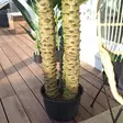 korkea tekokasvi 300cm palmu - Tekokasvit ja tekokukat - 8719202476231-r - 5