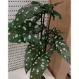 Viherkasvi alocasia lehti puuttuu - Tekokasvit ja tekokukat - 8720573124201-r - 2